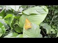 Butterfly Video Morning Video Natural Video Nature Video