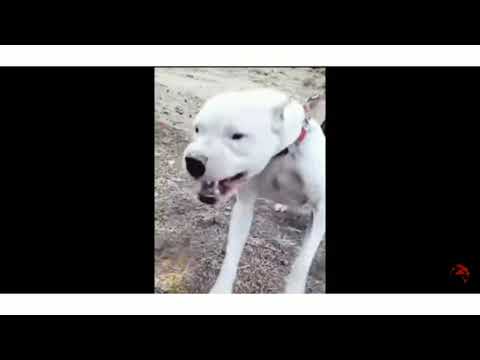 PIT    BULL  🐶🐶