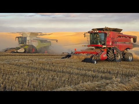 Week 3 Harvesting Canola And Wheat.