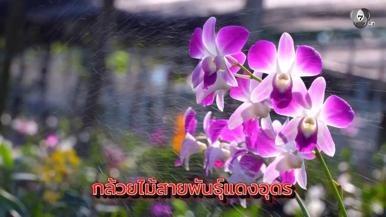 เกษตรสุข EP.1 | กล้วยไม้สายพันธุ์แดงอุดร | 17 ม.ค.69