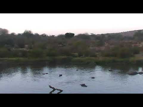 African Animals - Watering Hole Cam 02-23-2018 19:41:28 - 20:34:46