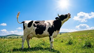 Video ZELENÁ JE K(T)RÁVA - Seven Days u.s - Brutal Metal - [Official M