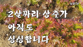 지난 가을 심은 2살짜리 상추가 아직도 싱싱합니다