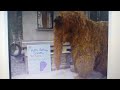 Sesame Street Happy Birthday Dear Mr Snuffleupagus