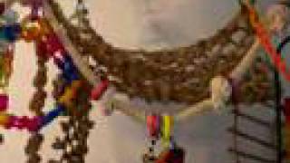 Bird Hammock Toy by Angel Johnting Brown