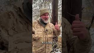 Three Trees That Reveal What the Land Is Doing