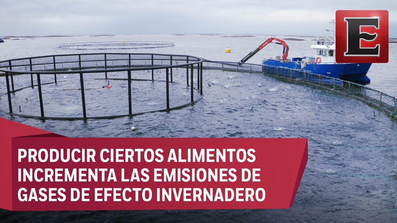 Watch Cambio Climático: Impacto ambiental de la producción de alimentos Now Cambio Climático: Impacto ambiental de la producción de alimentos