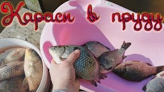 Разведение карася в пруду на даче