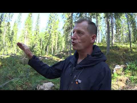 Metsolan Metsäkoulu 221 - Jatkuva kasvatus - hyvät puolet - osa 2