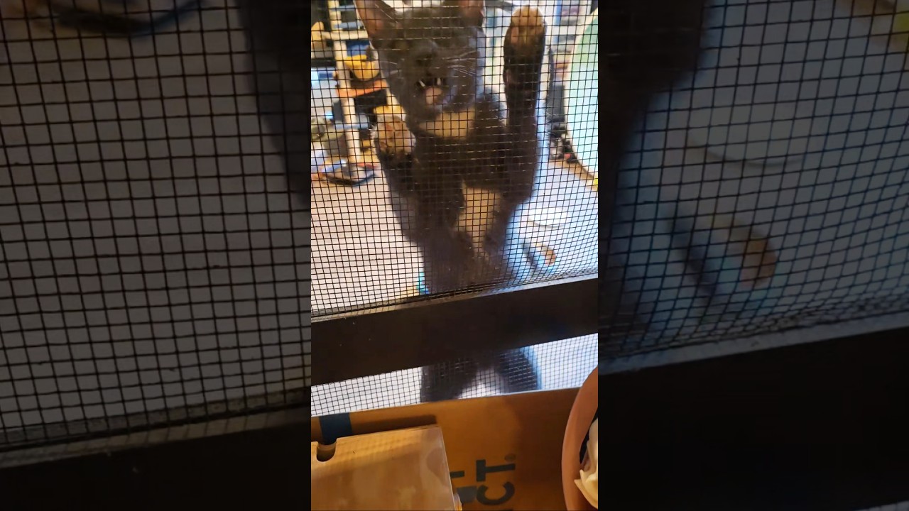 Enlarge Teddy, an adopted Domestic Short Hair in Lacey, WA video 2/5