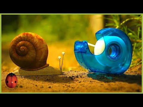 The Vegetable Garden | Minuscule 🍃 20' Compilation