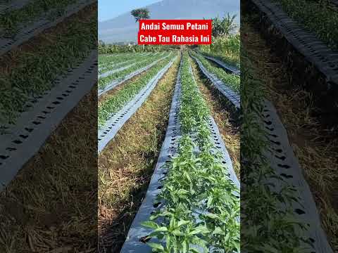 , title : 'Andai semua petani cabe tau rahasia ini'