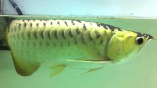 Cross back arowana