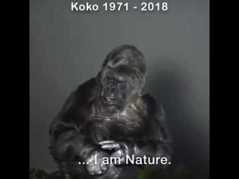 Koko the last talking Gorilla... Her dying words. 🦍 RIP