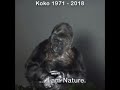 Koko The Last Talking Gorilla Her Dying Words RIP