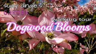 Breathtaking DOGWOOD Blooms! Immersion Stroll in the Morning Light.