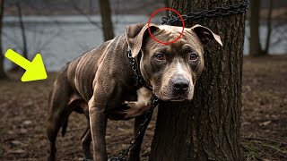 A Man Saves a PIT BULL Chained To a Tree, But Something Terrible Happens...