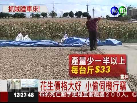 就怕花生被偷... 日夜看守顧心血