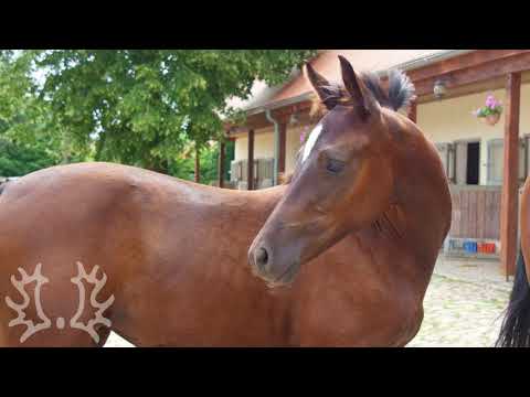 Kat. Nr. 21 Filly by Goldschmidt x Summertime