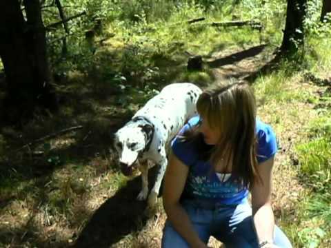 Whisky At Bareagle Forest