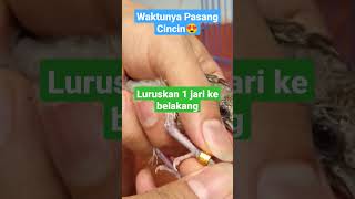 Download lagu How to Install a Turtle Dove Ring mp3 Download lagu How to Install a Turtle Dove Ring mp3