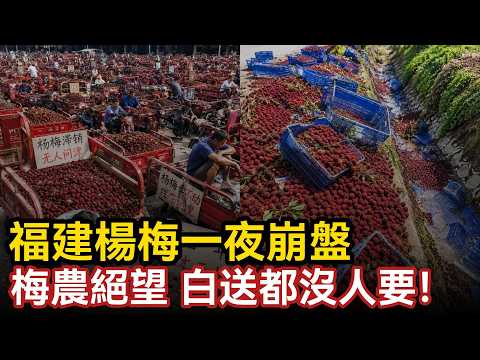 福建楊梅一夜崩盤，梅農絕望價格低到驚人白送都沒人要，8000倍甜精浸泡增甜產業鏈曝光，上海浙江市场全中招！#中国社会 #福建#水果