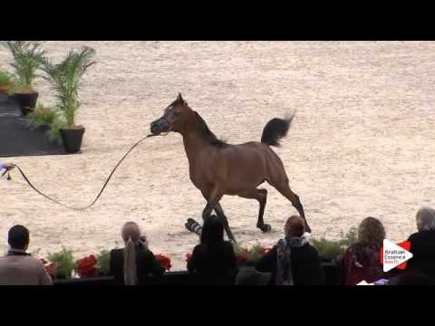 N.91 PAN AL SHARIF - Paris 2015 - Colts 2-3 years old (Class CM5 A)