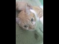 Petting An Orange Tabby Tuxedo Cat