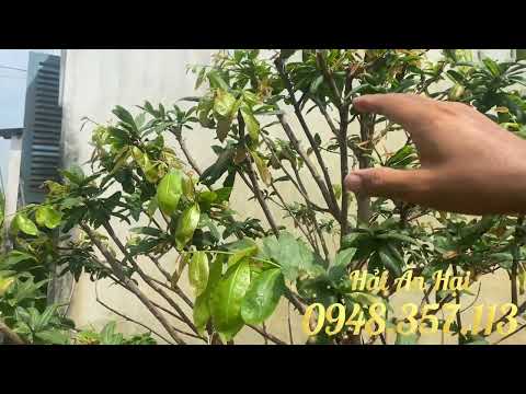 Caring for a weak yellow apricot tree that is slow to grow leaves May 2023