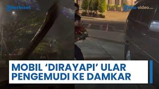 Viral Video Ular Merayap di Kap hingga ke Kaca Mobil, Pengemudi Langsung Menuju Damkar Minta Bantuan