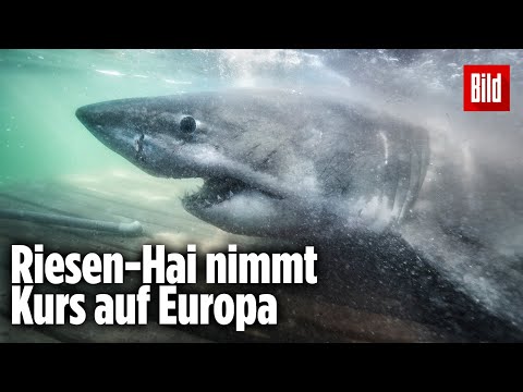 Weißer Hai ist auf dem Weg ins Mittelmeer | OCEARCH „Nukumi“
