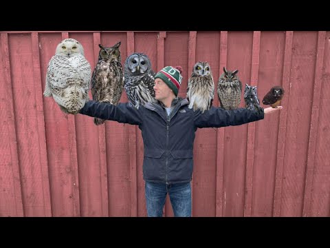 Types Of Owls In Wisconsin