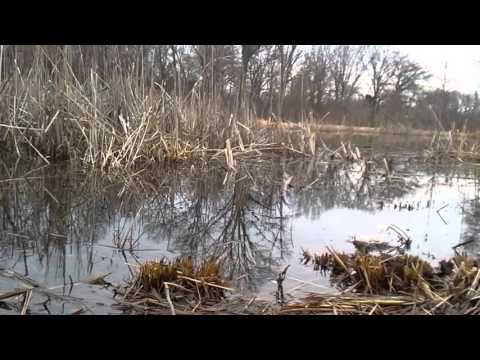 シューダクリス・トリセリアタ