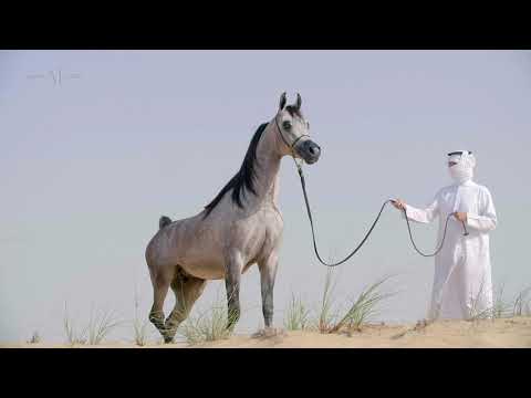 ✨ D NAYEL⁣ ✨ (FA El Rasheem x Nawal), 2018 Colt