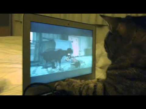 The Lady and the Tramp: Paddy hunts those dastardly rats