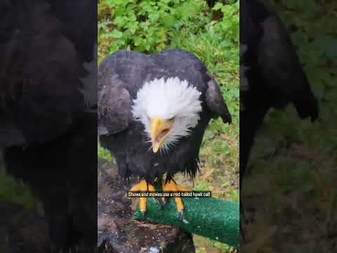 What a bald eagle REALLY sounds like! #shorts