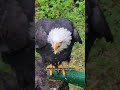 What A Bald Eagle REALLY Sounds Like Shorts