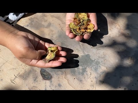 Native Lens: Healing Through Peyote