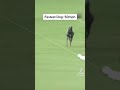 Fastest Dog 50 Mph Animals Youtubeshorts