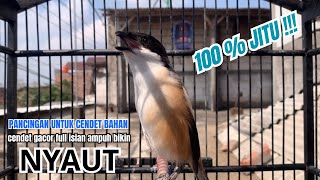 Download lagu cendet gacor PANJANG MEWAH BONGKAR EMOSI,, PANCINGAN CENDET AGAR BUNYI bikin BURUNG PENTET GACOR mp3