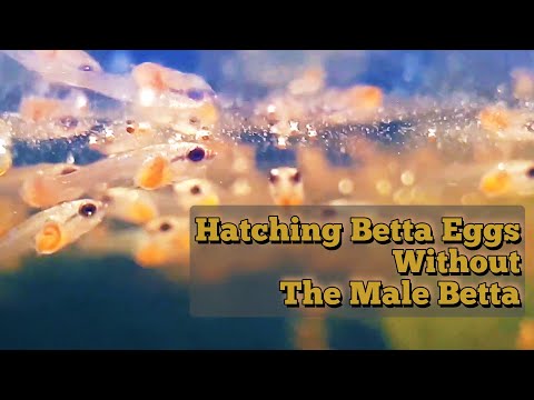 Hatching Betta Eggs WITHOUT the Male! | Easy Guide for Successful Fry Raising