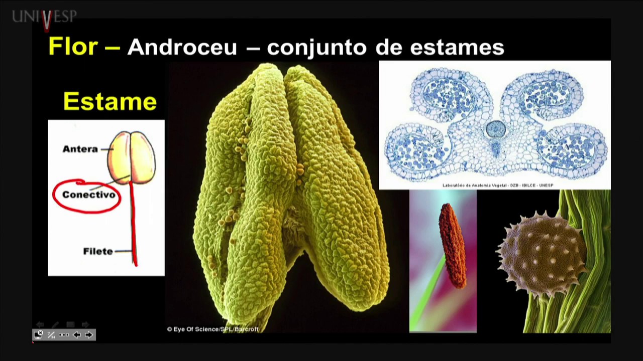 Morfologia Vegetal - Aula 22 - Morfologia Floral – Sexo