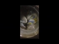 This Is A Second Hand Hotpoint AQUARIUS 1400 Spin WF541 Washing Machine On Test