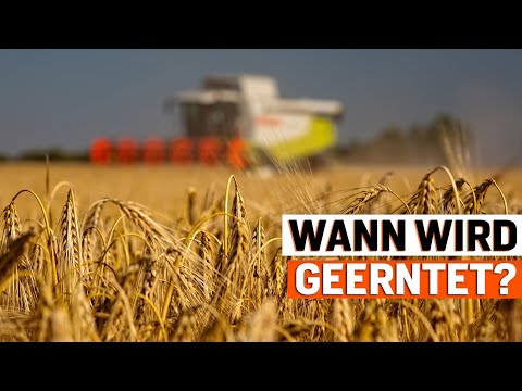 Deutschlands beliebteste Getreidearten und ihre Erntereihenfolge