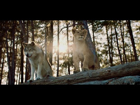 The Wolf and the Lion / Le Loup et le lion (2021) - English OV trailer