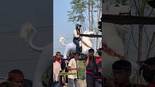 Download lagu White Depok lion street parade #shorts #lion #depoklion mp3