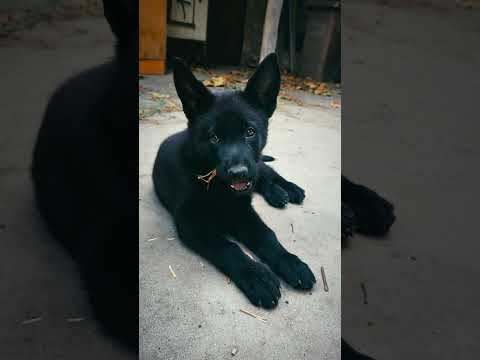 German Shepherd Dog puppy for sale