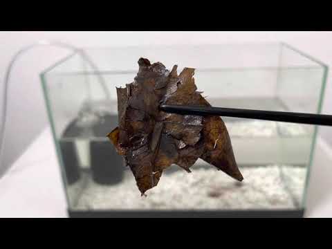 Simple How to Culture the Blackworms