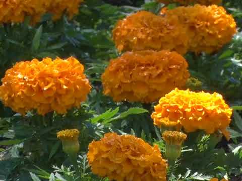 Grad Novi Pazar kupuje ukrasno cvijeće za 4,8 miliona dinara