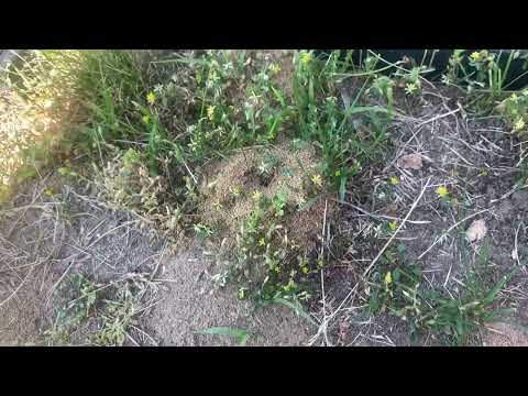 Ant Hills Throughout the Landscape in Plainsboro, NJ